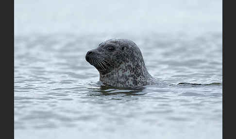 Seehund (Phoca vitulina)