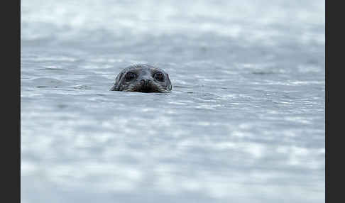 Seehund (Phoca vitulina)