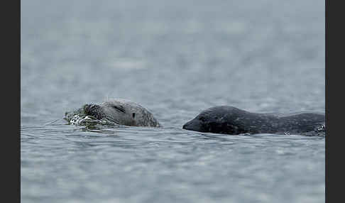 Seehund (Phoca vitulina)