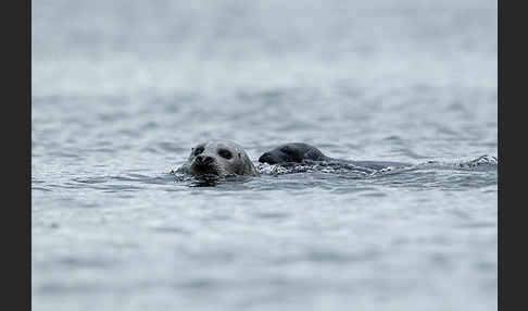 Seehund (Phoca vitulina)