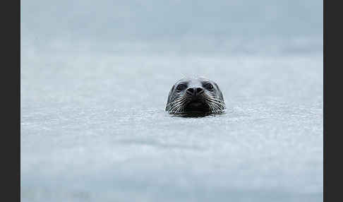 Seehund (Phoca vitulina)