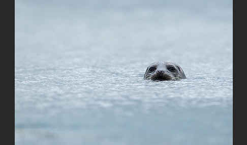 Seehund (Phoca vitulina)