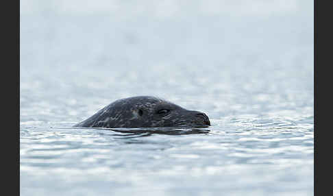 Seehund (Phoca vitulina)