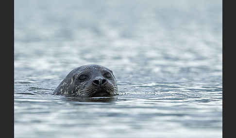 Seehund (Phoca vitulina)