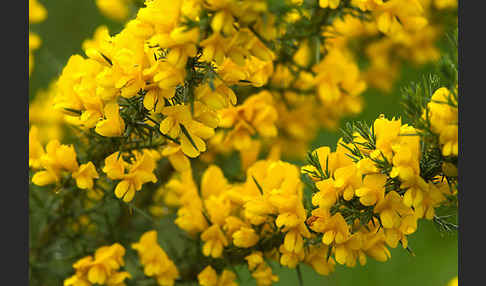 Stechginster (Ulex europaeus)