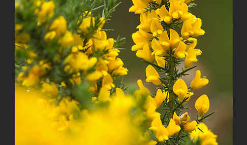 Stechginster (Ulex europaeus)