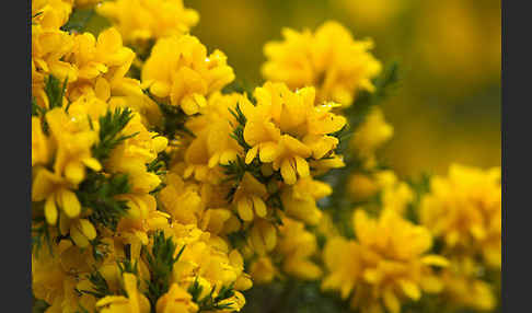 Stechginster (Ulex europaeus)