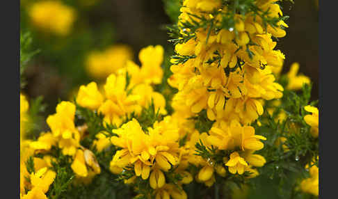 Stechginster (Ulex europaeus)