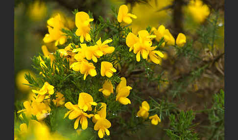 Stechginster (Ulex europaeus)