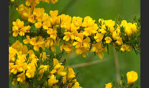 Stechginster (Ulex europaeus)