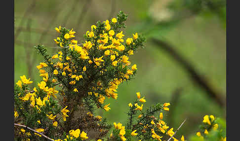 Stechginster (Ulex europaeus)