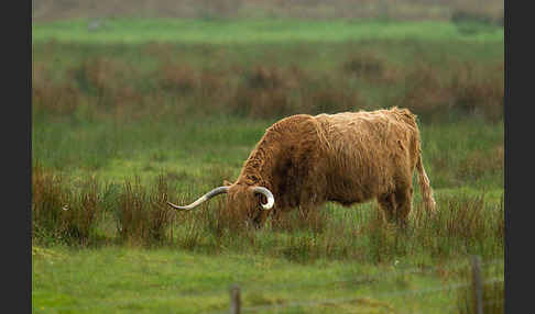 Schottische Hochlandrind (Bos primigenius f. taurus)