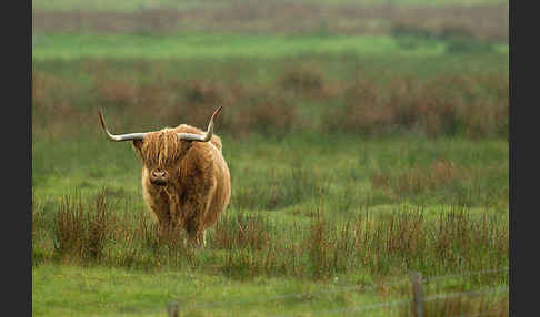 Schottische Hochlandrind (Bos primigenius f. taurus)