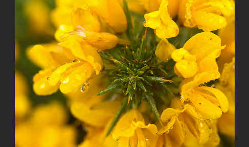 Stechginster (Ulex europaeus)