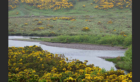 Stechginster (Ulex europaeus)