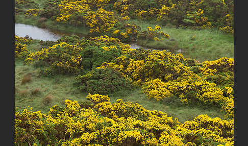 Stechginster (Ulex europaeus)