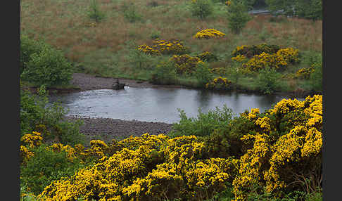 Stechginster (Ulex europaeus)