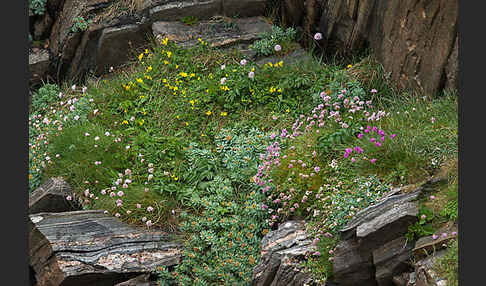 Rosenwurz (Rhodiola rosea)