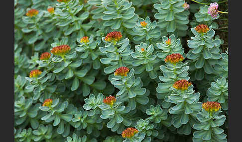 Rosenwurz (Rhodiola rosea)