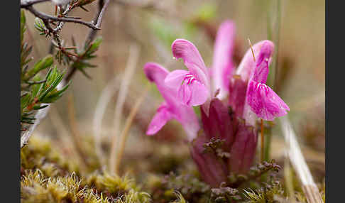 Wald-Läusekraut (Pedicularis sylvatica)