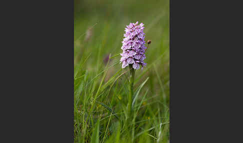 Geflecktes Knabenkraut Hybrid 2 (Dactylorhiza maculata x purpurella)