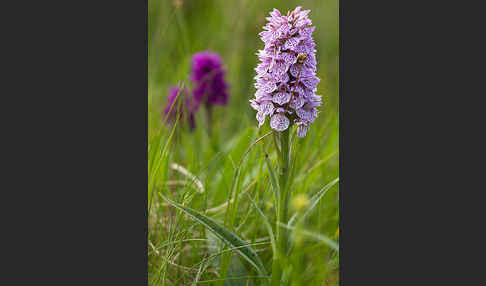 Geflecktes Knabenkraut Hybrid 2 (Dactylorhiza maculata x purpurella)