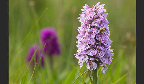 Geflecktes Knabenkraut Hybrid 2 (Dactylorhiza maculata x purpurella)