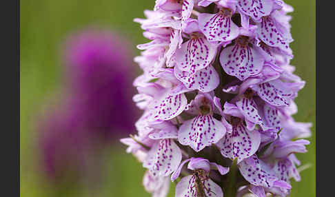 Geflecktes Knabenkraut Hybrid 2 (Dactylorhiza maculata x purpurella)