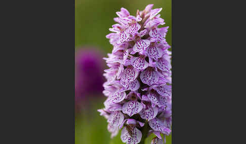 Geflecktes Knabenkraut Hybrid 2 (Dactylorhiza maculata x purpurella)