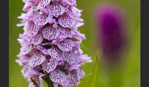 Geflecktes Knabenkraut Hybrid 2 (Dactylorhiza maculata x purpurella)