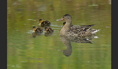 Stockente (Anas platyrhynchos)