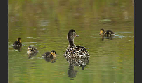 Stockente (Anas platyrhynchos)