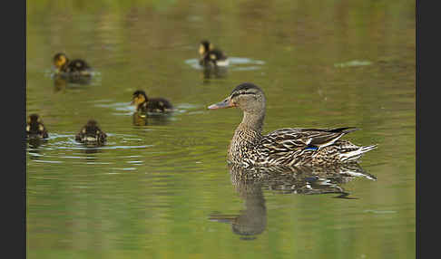 Stockente (Anas platyrhynchos)