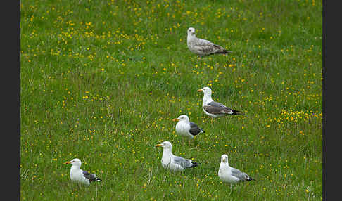 Heringsmöwe (Larus fuscus)