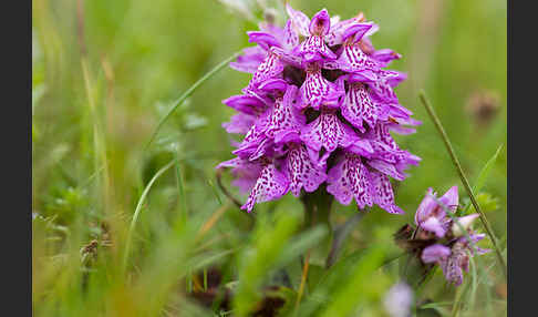 Geflecktes Knabenkraut Hybrid 1 (Dactylorhiza maculata x coccinea)