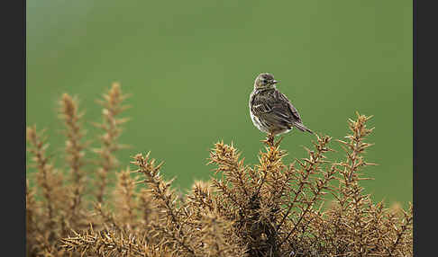 Wiesenpieper (Anthus pratensis)