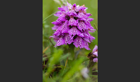 Geflecktes Knabenkraut Hybrid 1 (Dactylorhiza maculata x coccinea)