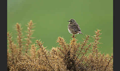 Wiesenpieper (Anthus pratensis)