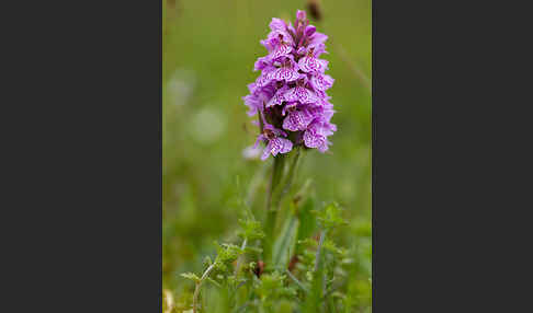 Geflecktes Knabenkraut Hybrid 1 (Dactylorhiza maculata x coccinea)