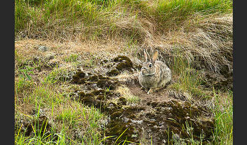 Wildkaninchen (Oryctolagus cuniculus)