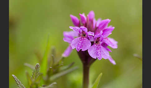 Geflecktes Knabenkraut Hybrid 1 (Dactylorhiza maculata x coccinea)