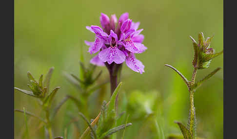 Geflecktes Knabenkraut Hybrid 1 (Dactylorhiza maculata x coccinea)