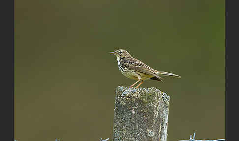 Wiesenpieper (Anthus pratensis)