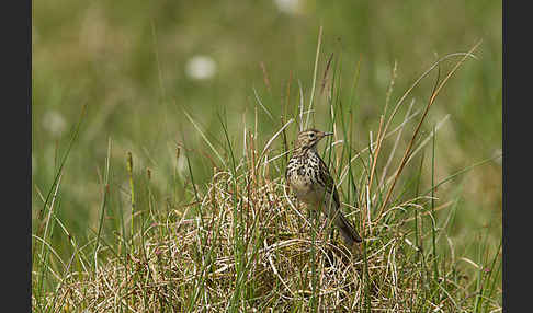 Wiesenpieper (Anthus pratensis)