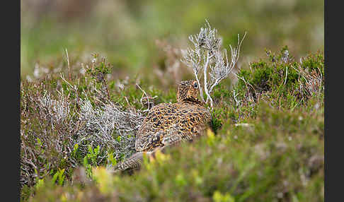 Moorschneehuhn (Lagopus lagopus)