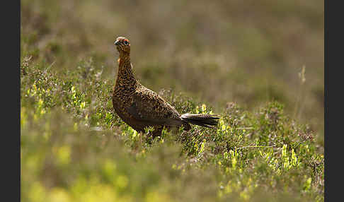 Moorschneehuhn (Lagopus lagopus)