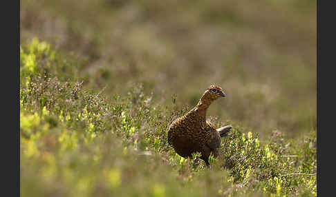 Moorschneehuhn (Lagopus lagopus)