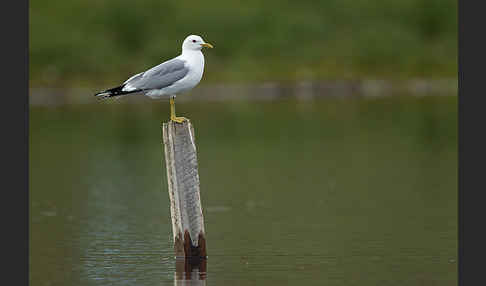 Sturmmöwe (Larus canus)