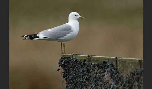 Sturmmöwe (Larus canus)