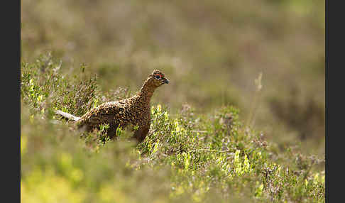 Moorschneehuhn (Lagopus lagopus)